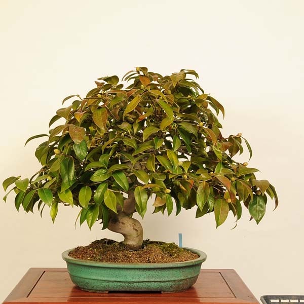 盆栽：椿 現品 *つばき ツバキ Tsubaki bonsai Camellia japonica