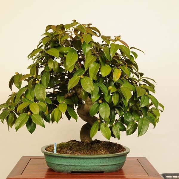 盆栽：椿 現品 *つばき ツバキ Tsubaki bonsai Camellia japonica