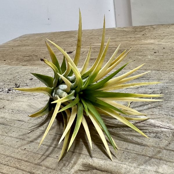 おしゃれ 観葉植物：チランジア イオナンタ アルビノ*エアープランツ