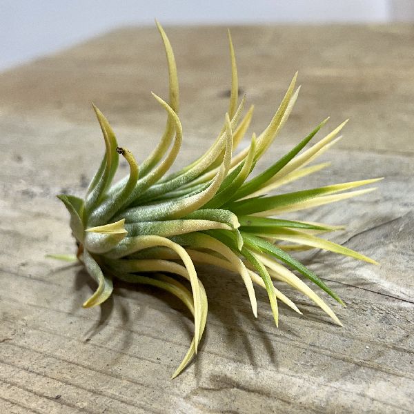 おしゃれ 観葉植物：チランジア イオナンタ アルビノ*エアープランツ