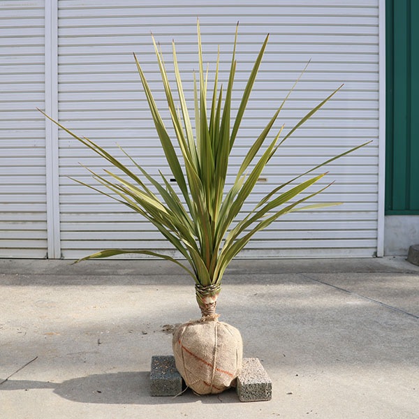 ڡڡɥ饻(˥)른͡ȥꥹ*90