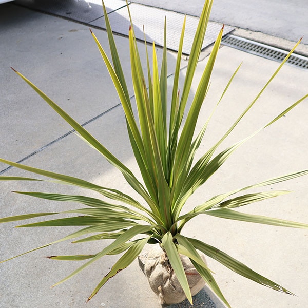 庭木 植木：ドラセナ(ニオイシュラン)コルジリネ・オーストラリス