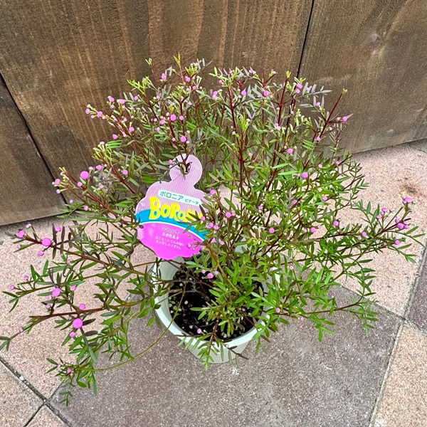 観葉植物 鉢花：ボロニア ピナータ*4号 | 観葉植物,ガーデンプランツ