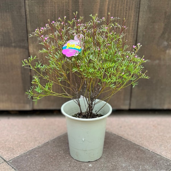 観葉植物 鉢花：ボロニア ピナータ*4号 | 観葉植物,ガーデンプランツ