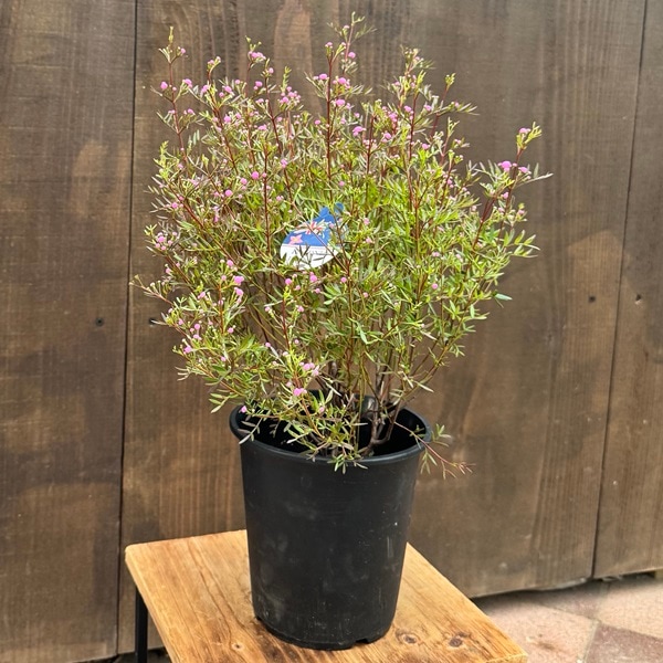 観葉植物 鉢花：ボロニア ピナータ*5号 | 観葉植物,ガーデンプランツ