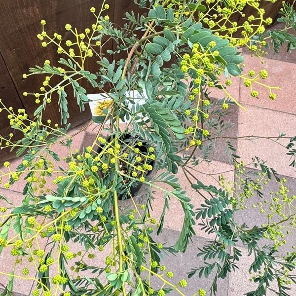 苗 観葉植物：アカシア スペクタビリス*6号 Acacia spectabilis | 観葉