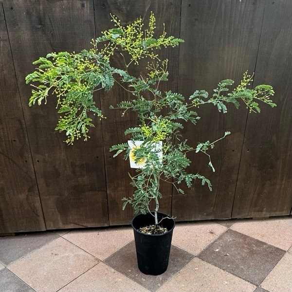 苗 観葉植物：アカシア スペクタビリス*6号 Acacia spectabilis | 観葉