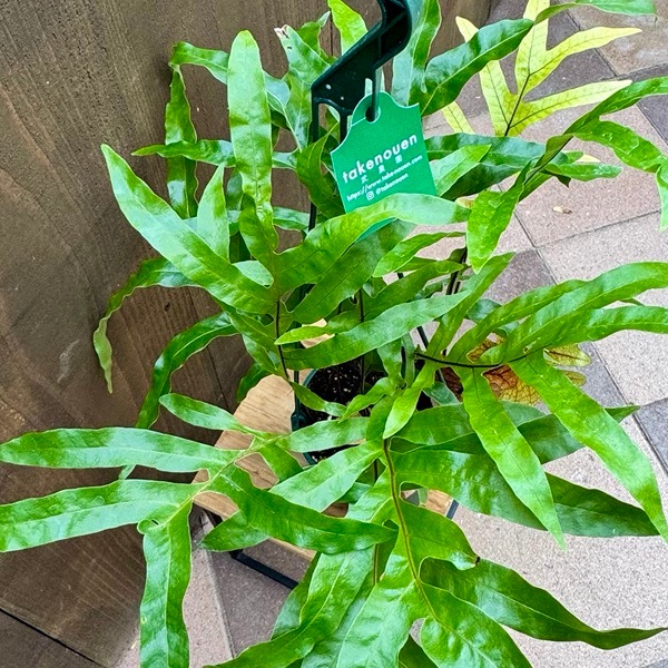 シダ植物 観葉植物：ドリナリア クエルシフォリア*5号吊り鉢 | 観葉