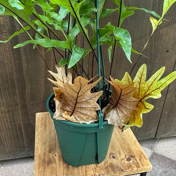 シダ植物 観葉植物：ドリナリア クエルシフォリア*5号吊り鉢 | 観葉