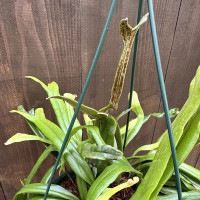 観葉植物：ピロシア ロンギフォリア*8号吊り 現品をお届け | 観葉植物