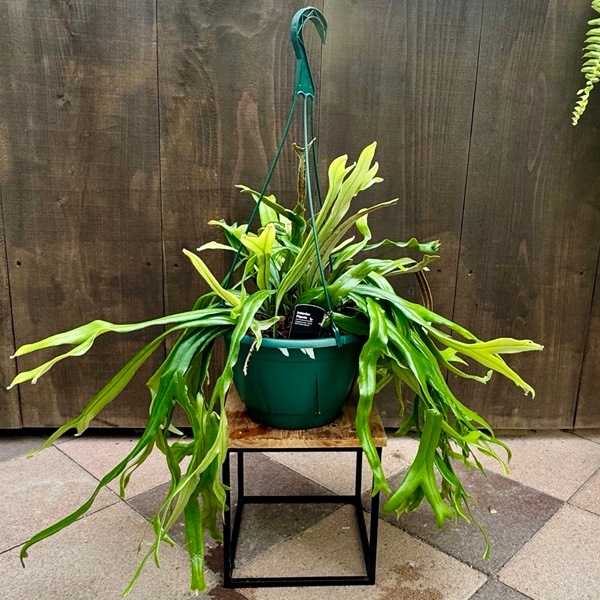 ☘観葉植物☘ホヤ チャイナビーンズ⑤ ロンギフォリア 楽天市場】観葉