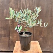 ���տ�ʪ��SOUJU���ϼ��˥֥��ɡ����꡼�֤���*4�桡�ԥ�����