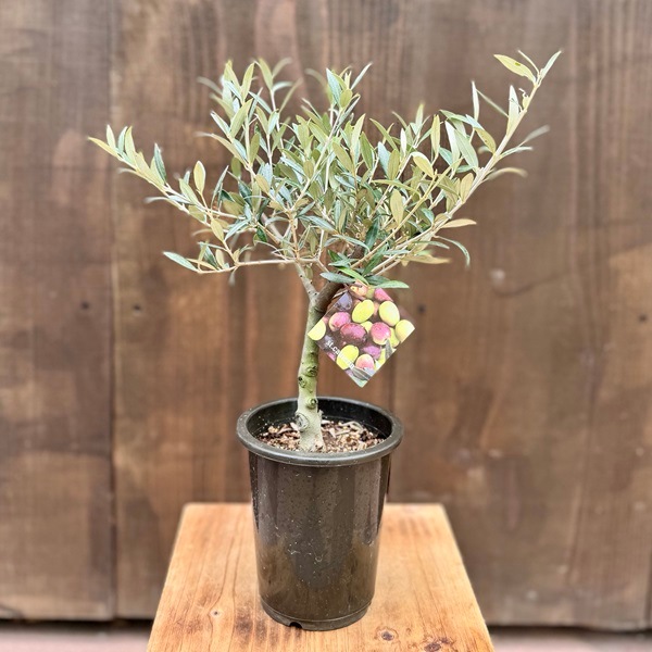SOUJU オリーブの木　オリーミー　希少　ネバディロブランコ　セントキャサリン 観葉植物 SOUJU（創樹）ブランド：オリーブの木*4号 セントキャサリン