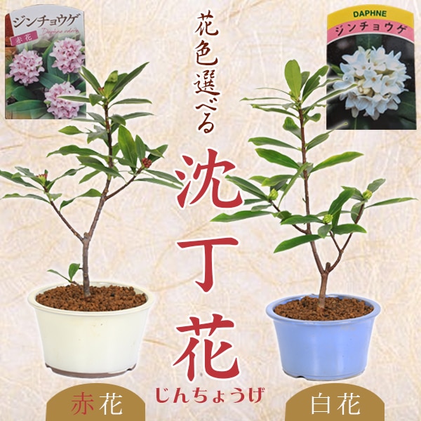 花色選べる 盆栽：沈丁花(ジンチョウゲ)(大)*(国産丸ソリ鉢)赤花白花