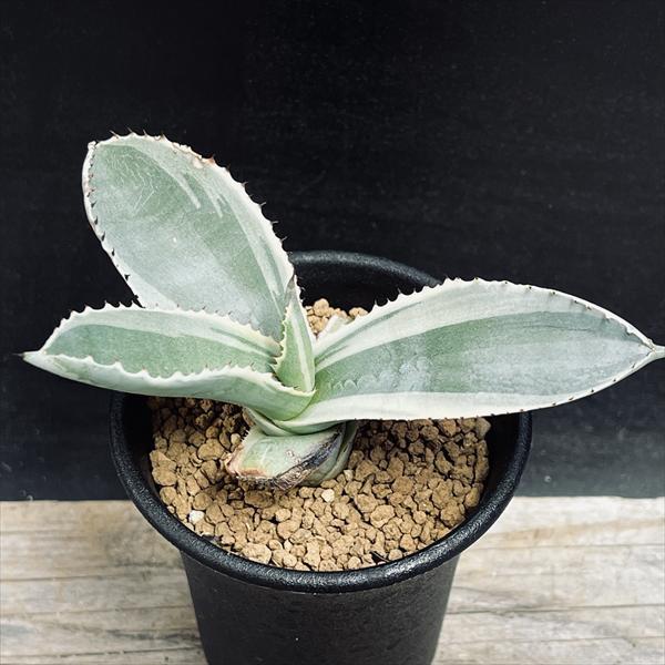 ¿����ʪ�������١����ץ��ե���ӡ������ܥ꡼������*S����11���