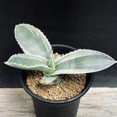 ¿����ʪ�������١����ץ��ե���ӡ������ܥ꡼������*S����11���