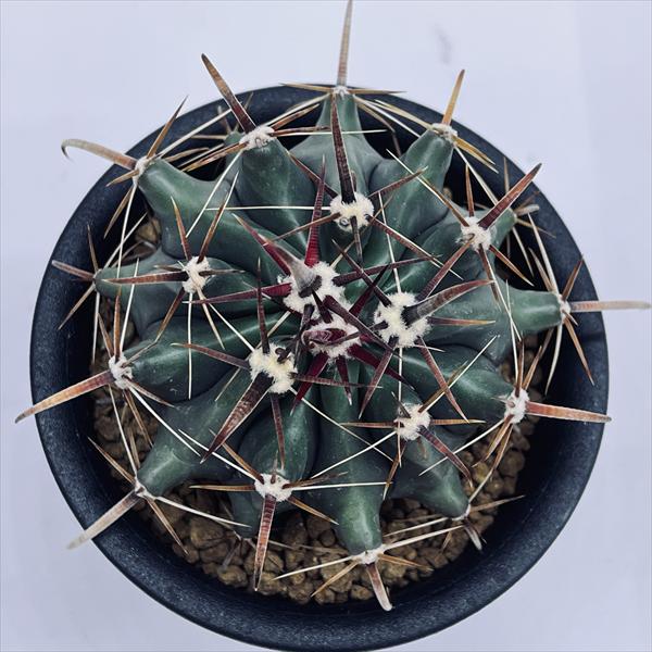 サボテン　フェロカクタス属　巨鷲玉　特大株　美株 サボテン：フェロカクタス 巨鷲玉 実生*幅20cm 現品！一品限り