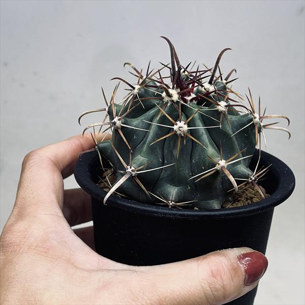 サボテン　フェロカクタス属　巨鷲玉　特大株　美株 サボテン：フェロカクタス 巨鷲玉 実生*幅7.5cm | サボテン