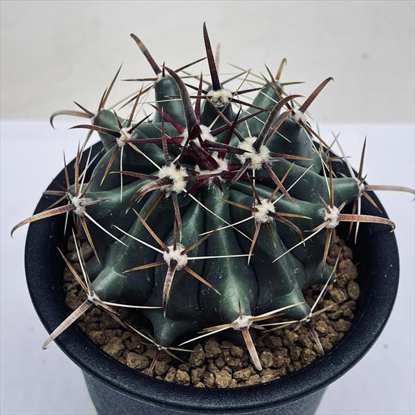 サボテン：フェロカクタス 巨鷲玉 実生*幅7.5cm | サボテン