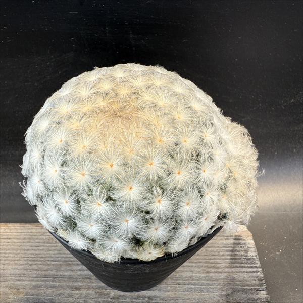 サボテン：マミラリア 白星*S 幅8cm | サボテン＆多肉植物,サボテン