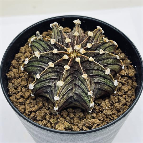 ⭐️貴重⭐️大玉ギムノカリキウム LB2178 サボテン：ギムノカリキウム 牡丹玉 LB2178 実生*幅5.5cm | サボテン