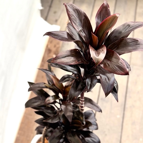 観葉植物：ドラセナ パープルコンパクタ 鉢植え*受皿付 ココヤシ飾り