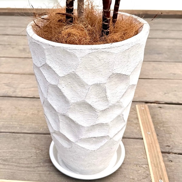 観葉植物：ドラセナ パープルコンパクタ 鉢植え*受皿付 ココヤシ飾り