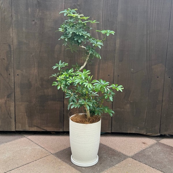 鉢色選べます 観葉植物：シェフレラ コンパクタ 鉢植え*受皿付
