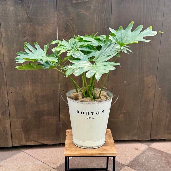 フィロデンドロン　セローム 大きめ観葉植物 鉢付き 観葉植物：フィロデンドロン セローム 鉢カバー*麻布飾り付き | 観葉