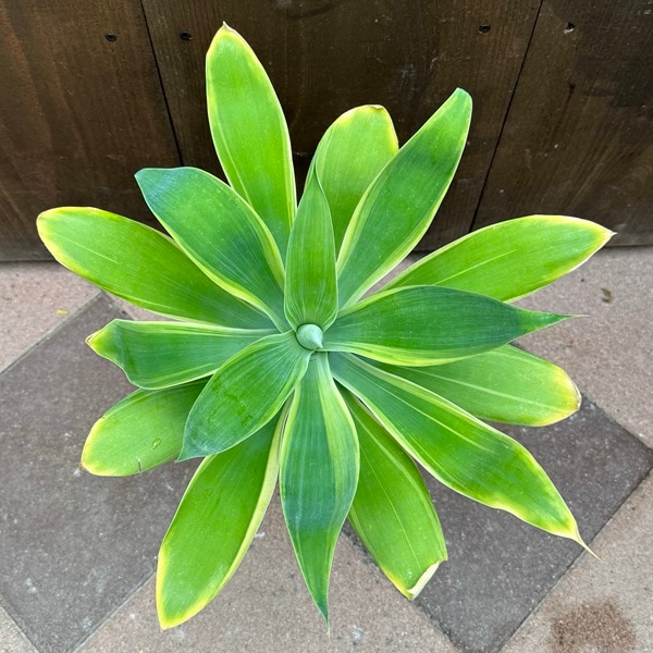 観葉植物：アガベ アテナータ バリエガータ*3.5号プラポット | 観葉