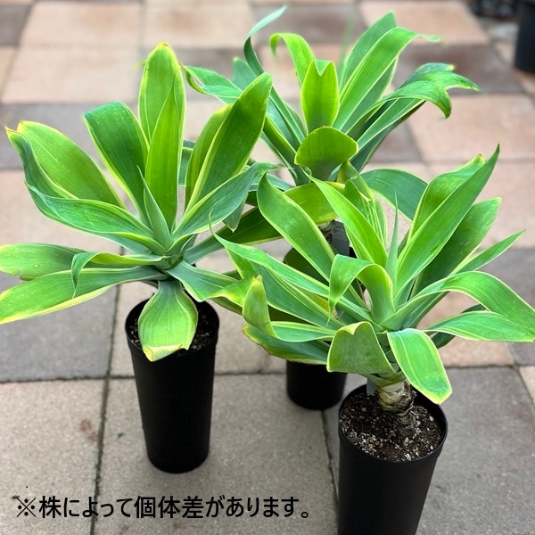 【極上美株】アガベ　アテナータ　斑入り　9号鉢 バリエガータ　覆輪 極上美株】アガベ アテナータ 斑入り 9号鉢 バリエガータ 覆輪