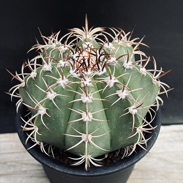 ���ܥƥ󡧥�������������ޥ��󥶥ʥ������������*��8.5���