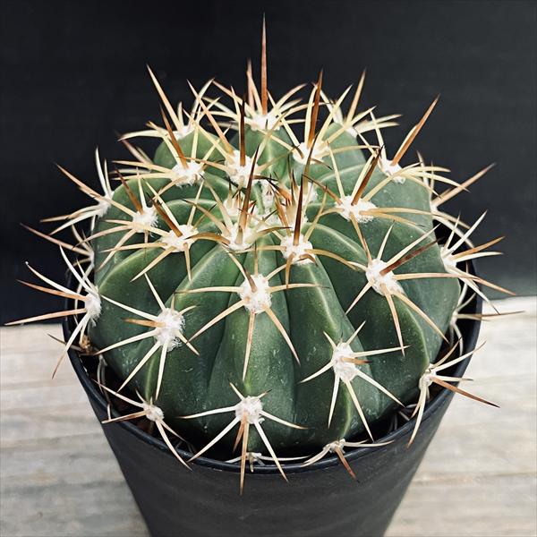 サボテン：メロカクタス クルビスピヌス カエシウス 実生*幅7cm