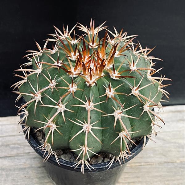 ���ܥƥ󡧥���������������Υ��ǥ�������*��8.5���