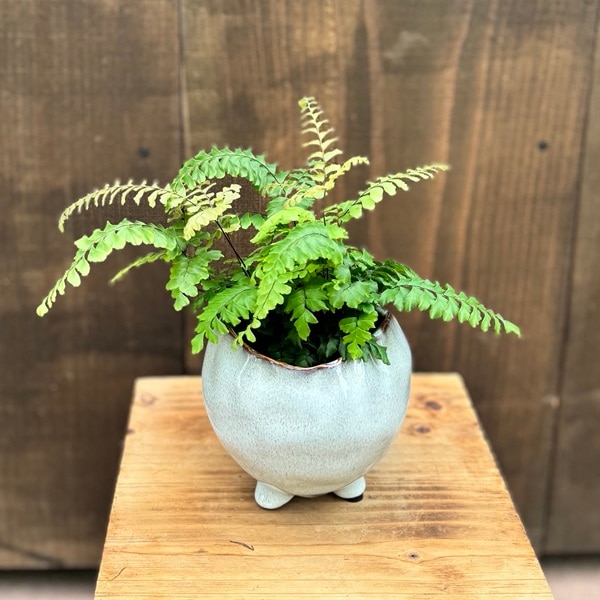 観葉植物：アジアンタム ブロンズビーナス 鉢カバー*三つ足鉢 | 観葉
