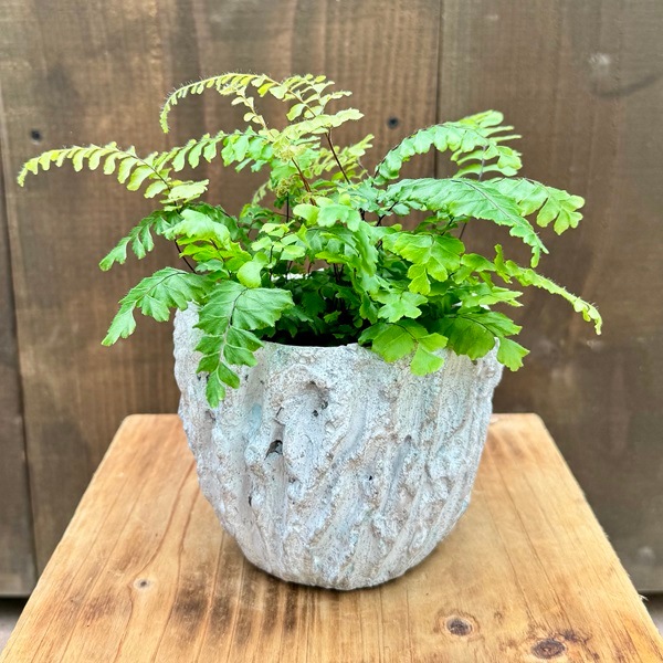 観葉植物：アジアンタム ブロンズビーナス 鉢カバー*岩丸鉢 | 観葉植物