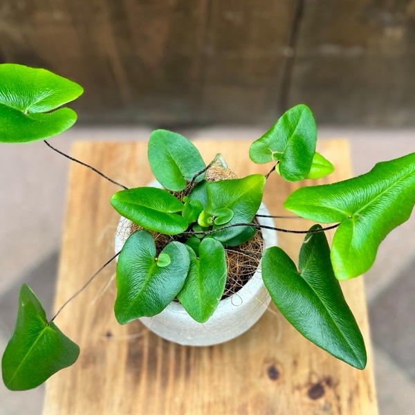 ヘミオニティス・アリフォリア（ハートファーン）苗　観葉植物 楽天市場】【ケース販売：15入】 ヘミオニティス・アリフォリア