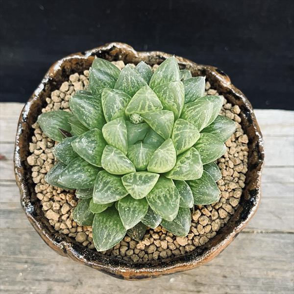 Top【選抜株】多肉植物　13202ハオルチア マダムバタフライ　10個　鉢無し 多肉植物：ハオルチア 光るオブツーサ 信楽焼 竹鳳鉢*幅6cm