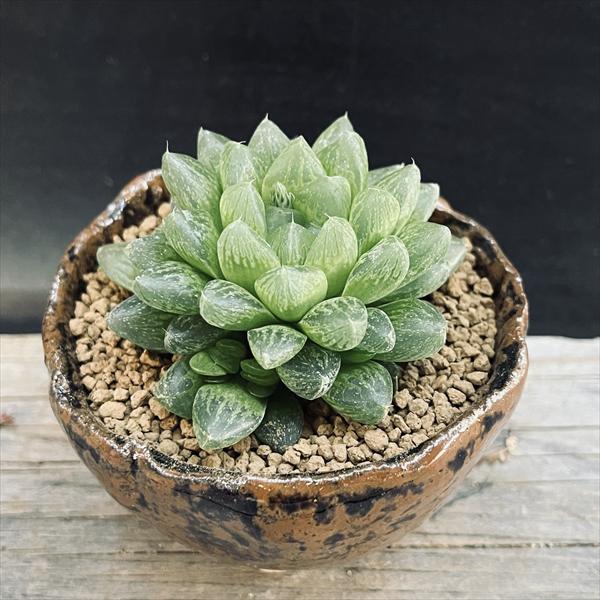 多肉植物：ハオルチア 光るオブツーサ 信楽焼 竹鳳鉢*幅6cm