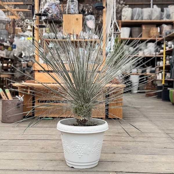 観葉植物：ユッカ エラータ*プラポット 現品をお届け 大型佐川