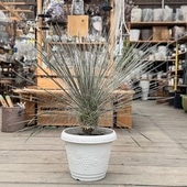 ���տ�ʪ����å� ���顼��*�ץ�ݥå� ���ʤ��Ϥ� �緿�������