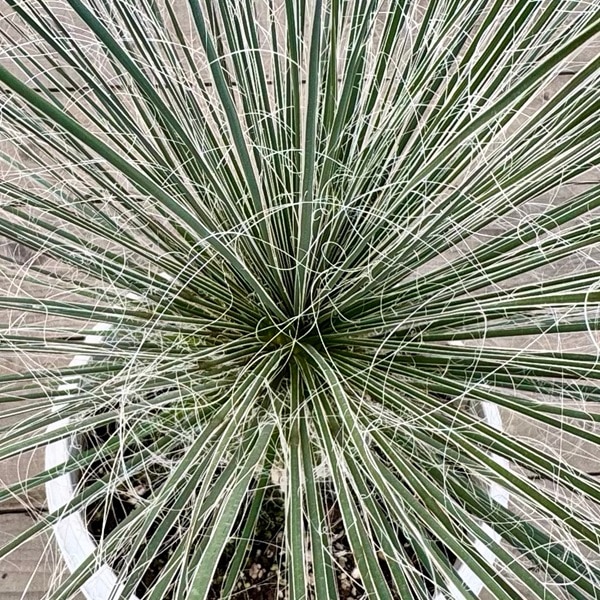 観葉植物：ユッカ エラータ*プラポット 現品をお届け 大型佐川急便