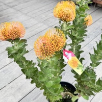 観葉植物 鉢花：リューコスペルマム カーニバルコースト*7号 現品をお
