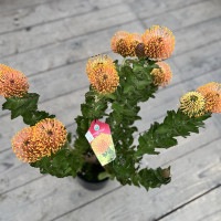 観葉植物 鉢花：リューコスペルマム カーニバルコースト*7号 現品をお