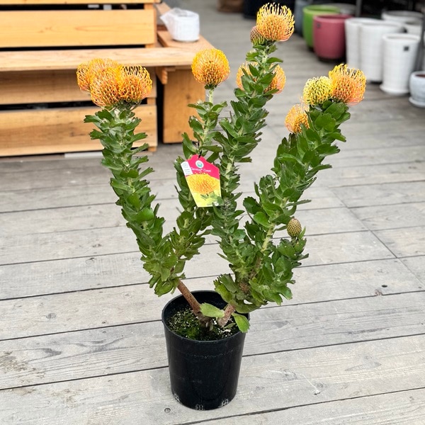 観葉植物 鉢花：リューコスペルマム カーニバルコースト*7号 現品をお