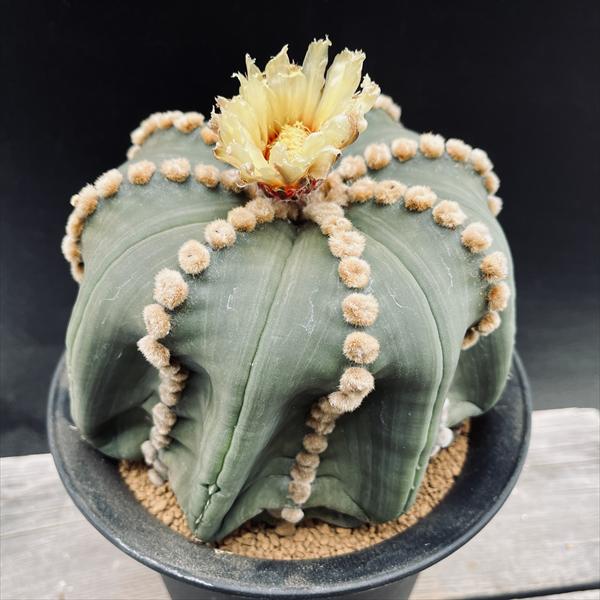 ���ܥƥ󡧥����ȥ��ե��ĥࡡ�������ݡ��ĥ�*��16��������ʡ����ʸ¤�