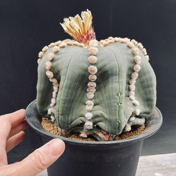 □アストロフィツム 王冠瑠璃兜✕たけろうポット アストロフィツム 王冠瑠璃兜✕たけろうポット 瑠璃兜錦③④ セット