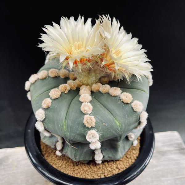 ���ܥƥ󡧥����ȥ��ե��ĥࡡ�������ݡ��ĥ�*��12��������ʡ����ʸ¤�