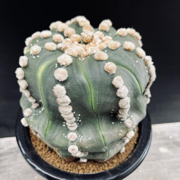 ���ܥƥ󡧥����ȥ��ե��ĥࡡ�������ݡ��ĥ�*��12��������ʡ����ʸ¤�