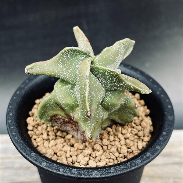 ���ܥƥ���˱�̡ʤ��ݤ����礯�˥�󥹥�*��6��������־����������ʡ����ʸ¤�